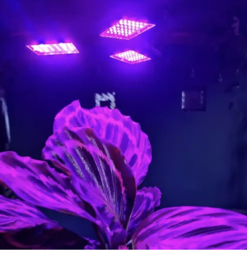 LED fitolempa augalams 8W/108 LED